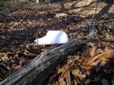 DSC00129r.jpg