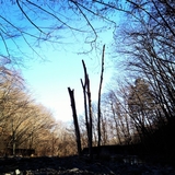 IMG_0081r.jpg